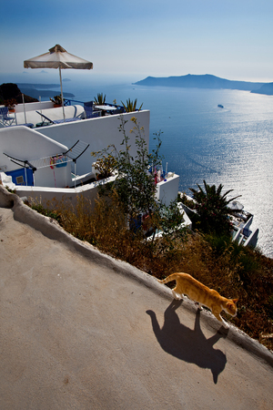 Ginger red cat casting a shadow walking path on the background of a scenic, Aegean seascape under clear blue sky; He Cyclades islands, Greece.の写真素材