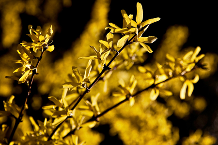 Close up of sharp branches of bright yellow flowers in the strong backlight in shallow depth of field against the blurred yellow flowers on black background.の写真素材