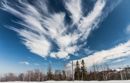 Trees and blue sky with clouds at winterの写真素材