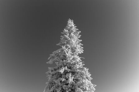 Frozen tree monochromeの写真素材