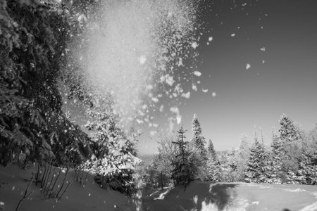 Fallen snow from tree. Monochrome landscapeの写真素材