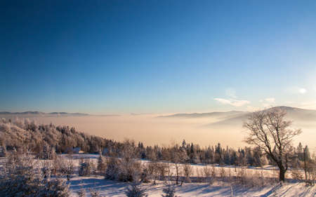 Frozen trees on blue sky backgroundの写真素材