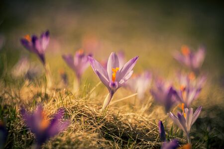 beautiful flowers. Colorful crocusesの写真素材