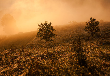 fog hovering above the meadow against the setting sun with golden treesの写真素材