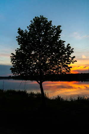 lonely tree by the lake during sunset. Colorful clouds reflecting on the water in the sky.の写真素材