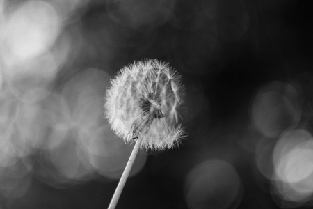 A Dandelion blowing seeds in the wind at dawn. Closeup, macroの写真素材