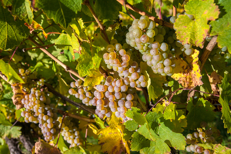 Vineyards at sunset in autumn harvest. Ripe grapes in fall. Red grapes in the vineyard ready for harvestの写真素材