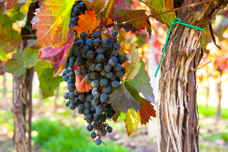 Vineyards at sunset in autumn harvest. Ripe grapes in fall. Red grapes in the vineyard ready for harvestの写真素材