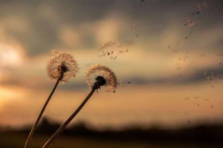 A Dandelion blowing seeds in the wind at dawn.Closeup, macro, in springの写真素材