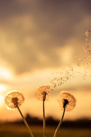 A Dandelion blowing seeds in the wind at dawn.Closeup, macro, in springの写真素材