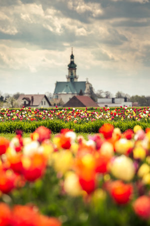 Field of colorful tulips red tulips field many red flowers spring flowers field tulip red tulips yellow tulips pink flowers fieldの写真素材