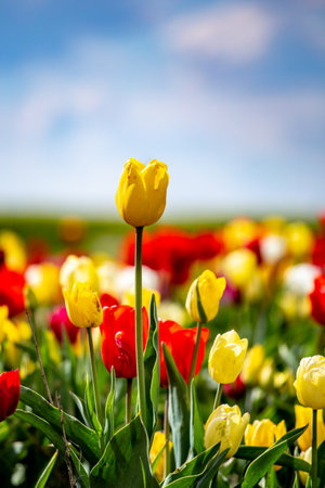 Field of colorful tulips red tulips field many red flowers spring flowers field tulip red tulips yellow tulips pink flowers fieldの写真素材
