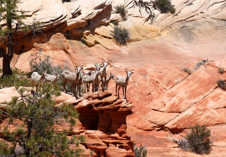 Bighorn sheep are perched on the edge of a cliff at Zion National Park