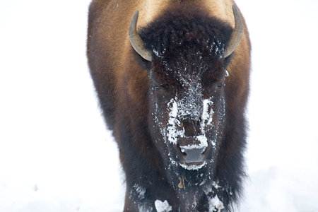 A bison shows a face full of snow after digging through the snow to graze at Yellowstone National...