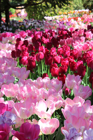 Light and shadow contrast of pink and purple tulipsの写真素材