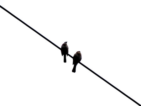 A pair of little sparrows standing on the wire