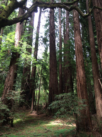 Muir Woods