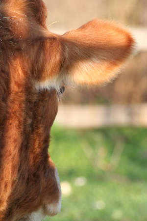 Cow gazing off の写真素材