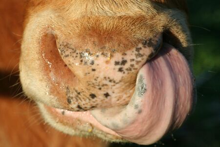 Cow licking nose closeupの写真素材