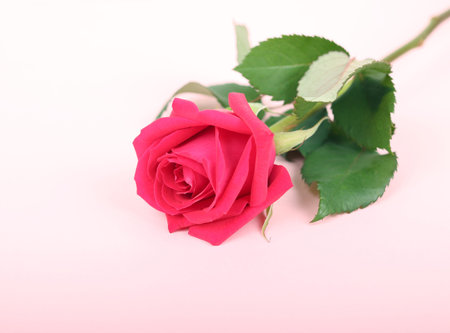 red roseの写真素材