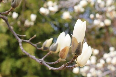 Beautiful white magnolia blossoms in the springの写真素材