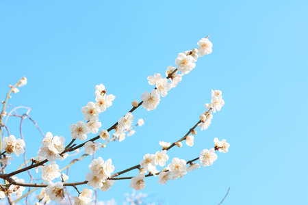 White apricot flowers with blue sky backgroundの写真素材