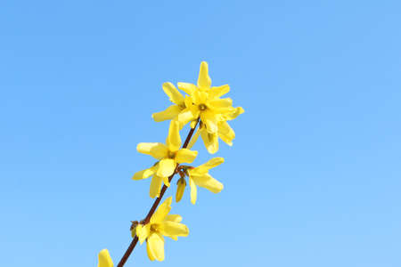 Beautiful forsythia in the springの写真素材