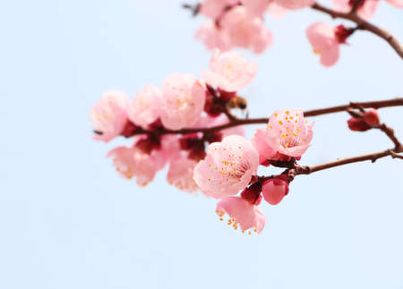 White apricot flowersの写真素材