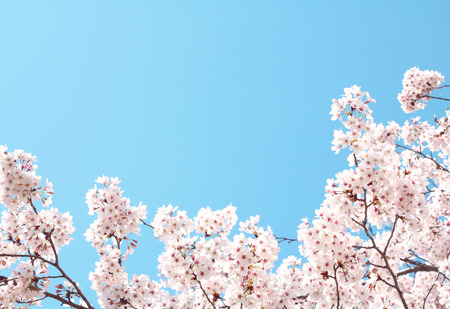 Cherry blossoms in full bloomの写真素材