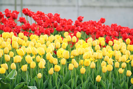 Beautiful bouquet of tulipsの写真素材