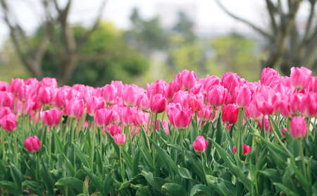 Beautiful bouquet of tulipsの写真素材