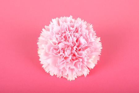 Beautiful pink carnationの写真素材