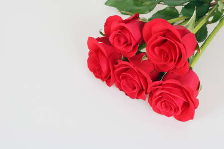 Beautiful red roseの写真素材