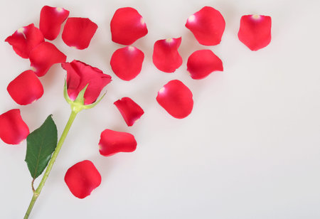 Beautiful red rose