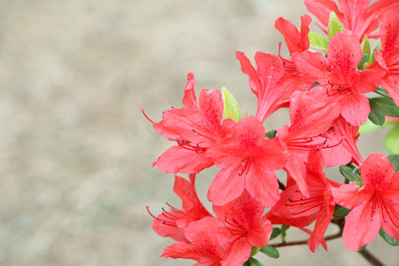 beautiful flowersの写真素材