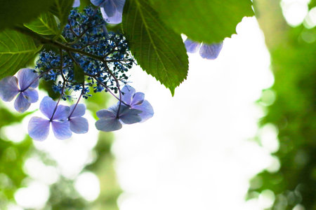 Hydrangeas in the morning