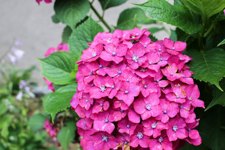Hydrangeas in the morning