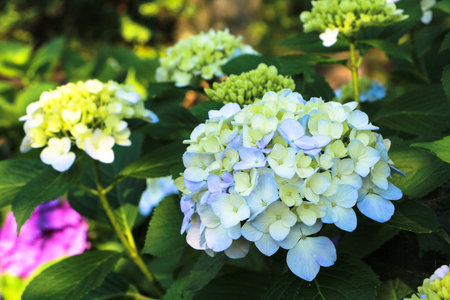 Hydrangeas in the morning