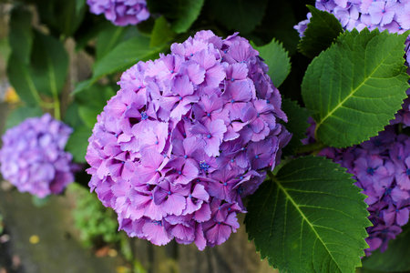 Hydrangeas in the morning
