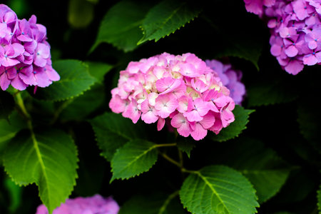 Hydrangeas in the morning