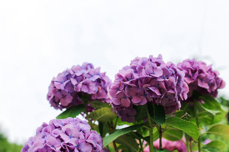 Hydrangeas in the morning