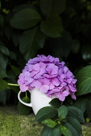 Hydrangeas in the morningの写真素材