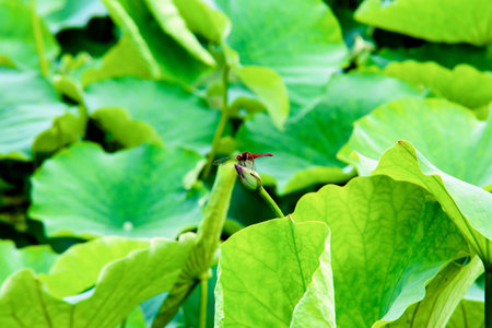 Dragonfly sitting on a lotus peaksの写真素材