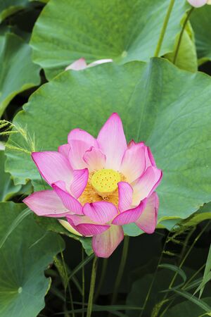Bautiful lotus flower show his faceの写真素材