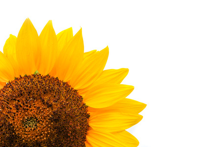 Sunflower looking at the bright sunの写真素材