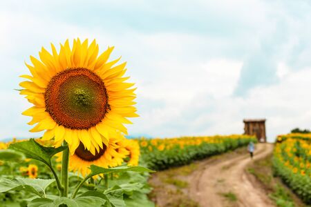 Sunflower in the gardenの写真素材