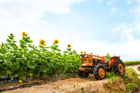 Sunflower looking at the bright sunの写真素材