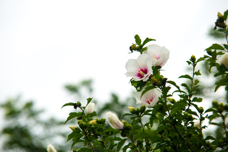 Flower of the beautiful rose of sharonの写真素材