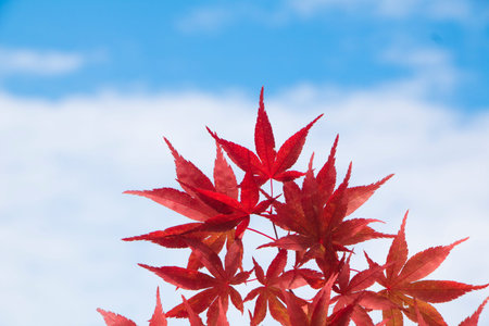 Autumn Maple Leafs