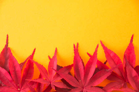 Autumn Maple Leafsの写真素材